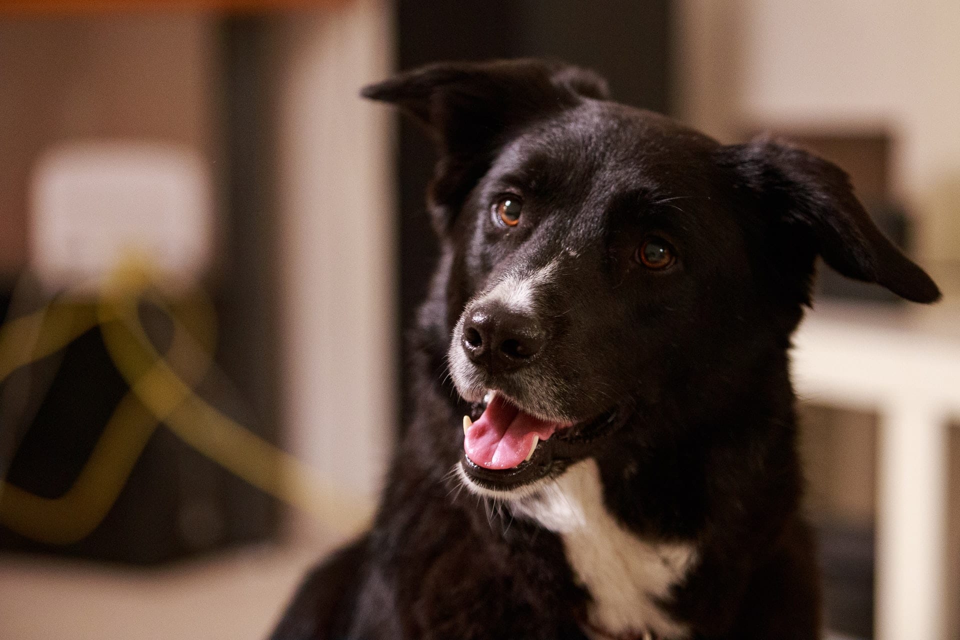 roi-dimor-4Tx3p2DT4F4-unsplash